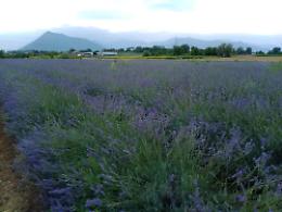 Passeggiando nel campo di lavanda