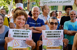 La lotta per gli alberi di corso Belgio finisce in tribunale. «Ricorso d'urgenza al giudice civile»