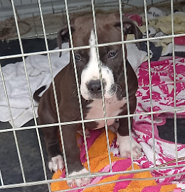 Abbandonano cane e 4 gatti in casa a Arignano, il figlio li denuncia ai carabinieri