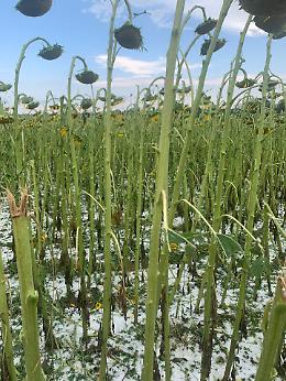 L'emergenza invisibile: come il maltempo sta distruggendo l'agricoltura italiana