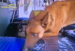 Il cane Zac della Guardia di Finanza trova la droga nascosta nelle creme per il corpo