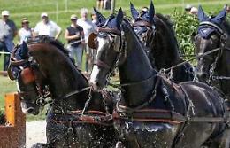 Cavallo imbizzarrito corre verso la folla, ferita una donna