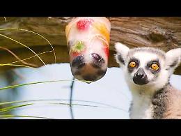 Ghiaccioli contro il caldo per gli animali di Zoom (GUARDA IL VIDEO)