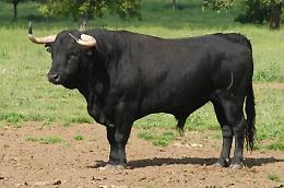 Incornato da un toro a San Carlo Canavese, agricoltore gravissimo