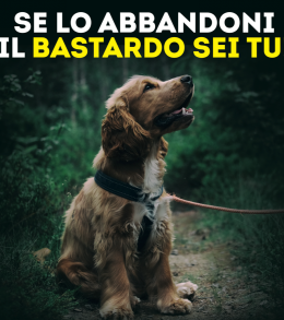 Cuori spezzati e zampe sole: le vittime silenziose dell'abbandono.