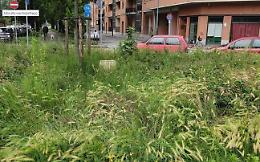 Erba alta, entra in campo la Protezione civile: l'elenco dei prossimi tagli