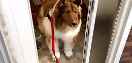 Uomo si trasforma in cane: ecco la prima passeggiata di Toko-San (video)