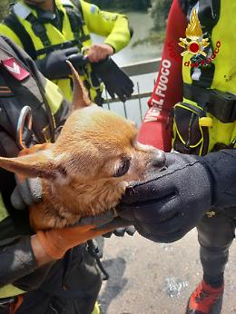 Chihuahua rischia di annegare nella Dora, salvato dai vigili del fuoco (TUTTE LE FOTO)