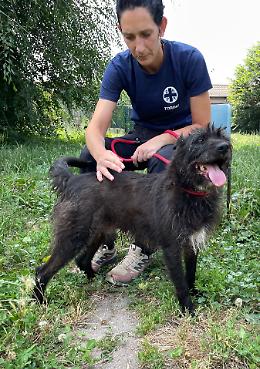 Nei nostri canili c'è il tutto esaurito: abbandonato un cucciolo al giorno