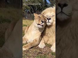 Un leone e una leonessa si fanno le coccole, il video è davvero dolcissimo