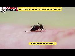 Tre casi in un mese, il virus West Nile fa paura anche a Torino