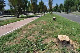 La "strage" di corso Tazzoli: abbattuti 70 alberi