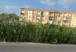Tagliare l’erba non basta più, Chieri ora passa all’uso dell’acido