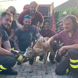Coazze: il capriolo "ringrazia" i vigili del fuoco che l'hanno salvato