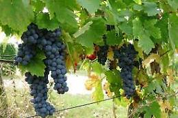 Il vino che era simbolo di ricchezza, se gli uccelli non si mangiavano tutta l'uva