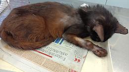 Spari contro i gatti della colonia felina di Ivrea, ferito un animale