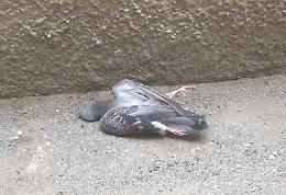 A Poirino una strage di colombi e gatti: sono stati avvelenati?