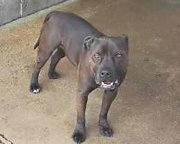 Aci, il pitbull condannato a morte, salvato grazie agli avvocati