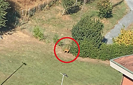 Caprioli in città vicino a una chiesa, ecco la curiosa foto scattata da un balcone