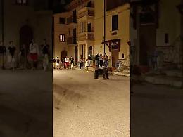 L'orsa Amarena e i suoi cuccioli attraversano un borgo - IL VIDEO