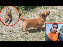 La disperazione di Rocky che aspetta il suo padrone che non tornerà