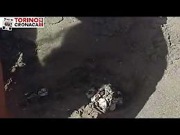Emozionante schiusa di uova di tartaruga Caretta Caretta nel Salento - IL VIDEO