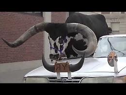 Il passeggero in auto? E' un grosso toro - IL VIDEO