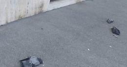 Strage di piccioni a Parella: «Qualcuno li ha avvelenati»