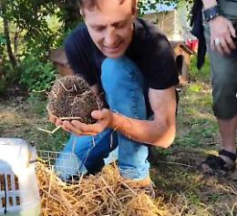 Salvati i primi 5 ricci dal cemento, liberati al parco La Mandria (FOTO E VIDEO)