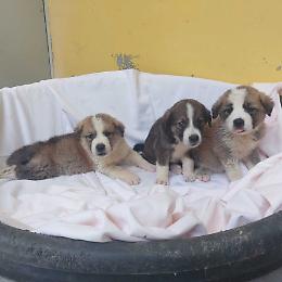 Traffico di cuccioli online, sequestrati cagnolini in un fienile fatiscente