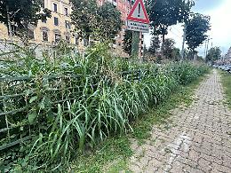 Sì alla tutela della biodiversità, ma «la città non diventi una giungla urbana»