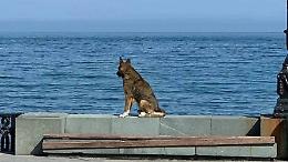 E' morto Mukhtar, per tutti "l'Hachiko" di Crimea: la commovente storia del cane