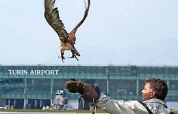 L'ultimo falconiere che allontana gli uccelli dalla pista dell'aeroporto di Torino
