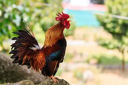 Il gallo canta alle 4 di mattina e manda in tilt 7mila abitanti