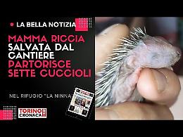 Mamma riccia, salvata dal cantiere, partorisce sette cuccioli (IL VIDEO)