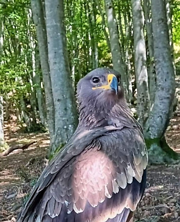 L’aquila delle steppe è scomparsa, mobilitazione sui social per ritrovarla