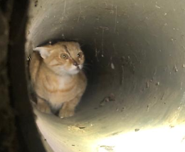 Gatto incastrato in un tombino salvato dai vigili del fuoco a Pianezza