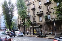 Camionista abbatte un albero e scappa, paura davanti alla scuola