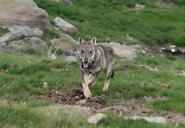 In Val di Susa riparte la “caccia” al Biondo, incrocio tra lupo e cane in fuga da 3 anni