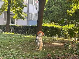 Vandali in azione a Mirafiori, danneggiati i nani da giardino