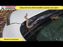 Sul parabrezza della macchina spunta una vipera - IL VIDEO