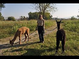 A Torino ora si può andare a spasso con gli alpaca