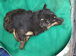 Maltrattati e in pessime condizioni igieniche: salvati due cagnolini a Nole