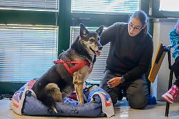 A Torino arrivano i corsi di formazione gratuiti per i padroni dei cani