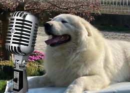 L'intervista a Cafaggio, il cane più bello del mondo
