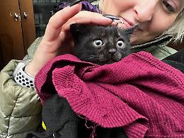 Salvata una gattina di poche settimane: adesso cerca una casa
