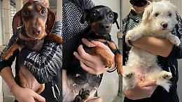 Sequestrati  da un allevamento abusivo, ora venti cani di razza cercano una casa