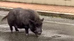 Bobo, il maialino vietnamita trovato sano e salvo grazie ai social