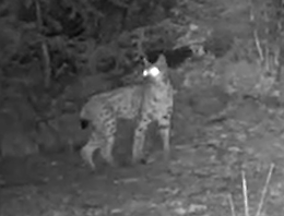 Gran Paradiso, avvistata una lince dopo più di un secolo - GUARDA IL VIDEO