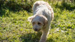 Tutti pazzi per Birba, la cagnolina da tartufi star del cinema